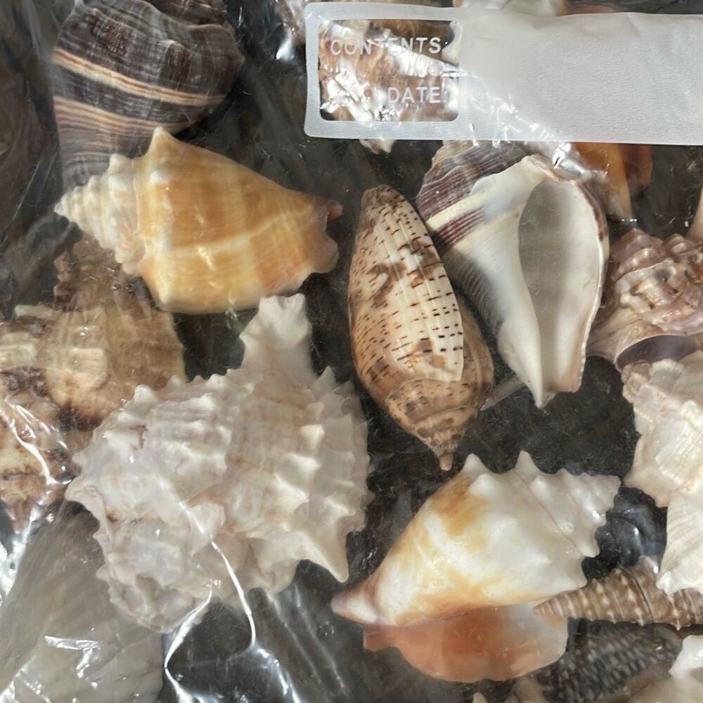 EUC 1.6 lbs Large Seashells - Mixed - Picture 4 of 4